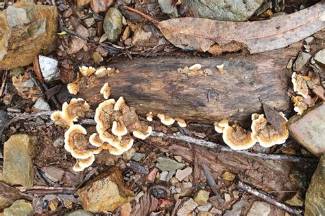 LIFE MycoRestore: using mycological resources for forest resilience ...