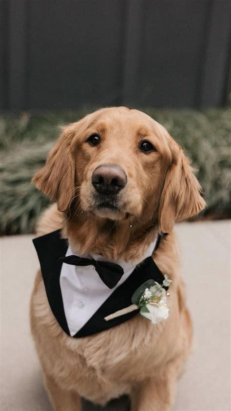 Dog Ring Bearer Golden Retriever Wedding Photos Dog Wedding