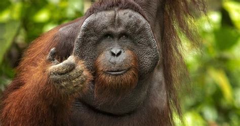 10 Of The Most Intelligent Animals On The Planet That You Must Know