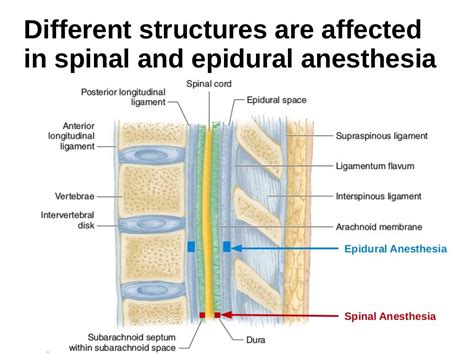 Functional Anatomy Of The Spine For Anesthesia