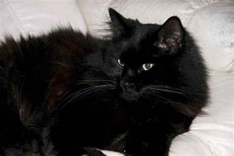 Черный пушистый кот 36 лучших фото