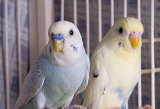We believe, both male and female rats have their particular strengths and weaknesses, which are best understood from the beginning. Budgie Male Or Female - Porn Website Name