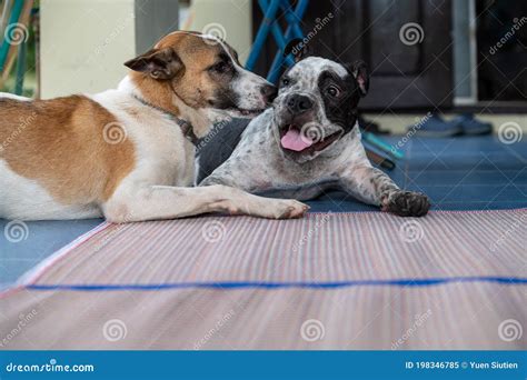 Imagen De Dos Perros Diferentes Especies Cuidarse Mutuamente Durmiendo Juntos Concepto De