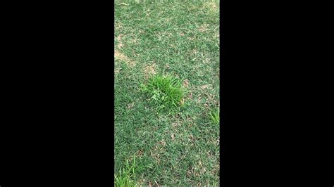 How To Kill Poa Annua In Your Lawn Youtube