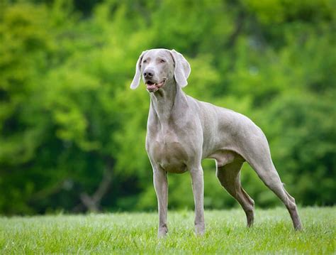 5 Things To Know About Weimaraners