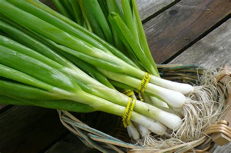 Green Onions Recipes From Nashs Organic Produce