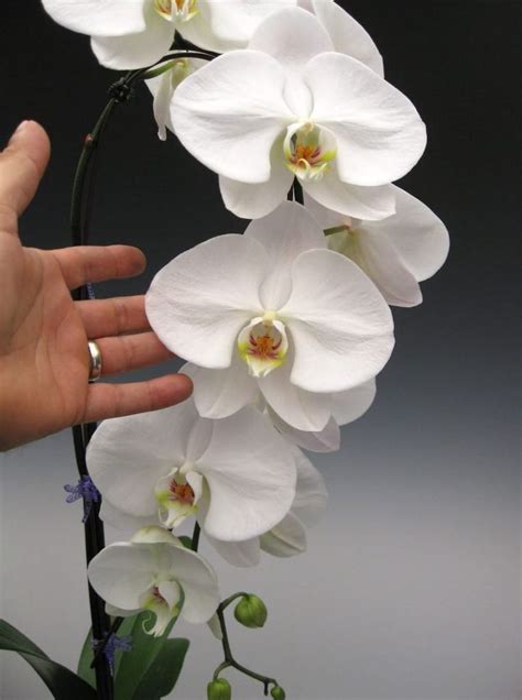 Phalaenopsis Orchids Care How To Plant Grow And Grow [step By Step] Phalaenopsis Orchid Care