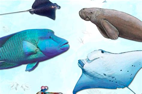 10 Marine Animals To Look Out For In India Underwater360
