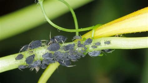 Are You Seeing Tiny Black Bugs On Plants Outside Then Read This