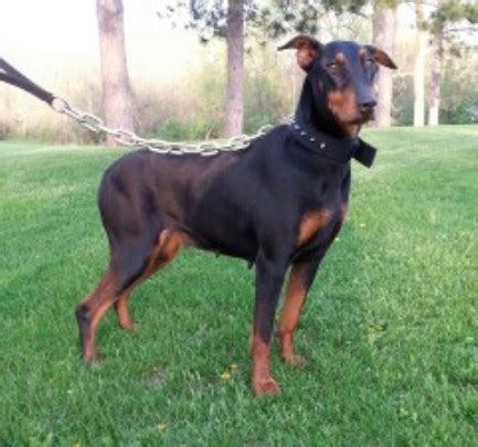 Although the ancestry of the doberman is not known, it is believed that the dog is a combination of several dog breeds some of which are german pinscher, german shepherd dog, english greyhound, rottweiler amongst others. Doberman Pinscher puppy dog for sale in Peoria, Illinois