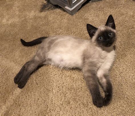 Applehead Siamese Cats For Sale Graham Wa 314815