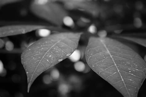 Free Images Tree Branch Black And White Plant Leaf Flower Petal