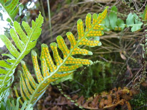 Polypodium Vulgare Common Polypody North Carolina Extension