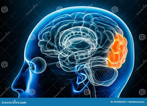 Occipital Lobe Of Human Brain Anatomy Side View Flat Vector