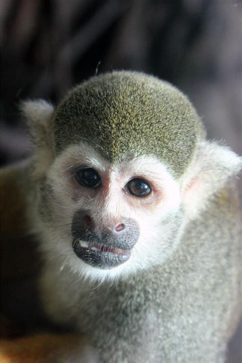 Squirrel Monkey Jacksonville Zoo And Gardens Photo Nicole Laferriere