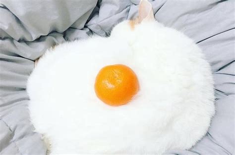 Bisakah obat mata manusia untuk kucing. Lucu, Kucing-Kucing Ini Bikin Mata Kita Berpikir Mereka ...