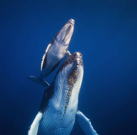 Deadly Creatures Sea Creatures Ocean Pictures Life Pictures Ocean