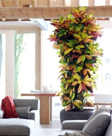 13 Popular Tall Or Large Indoor Houseplants You Must Know House