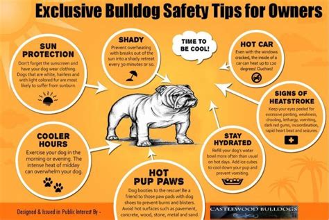 Exclusive Bulldog Safety Tips For Owners Daily Infographicdaily