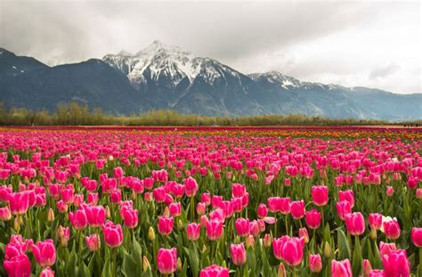 Tulips Of The Valley Ii Tulips Tulip Festival The Valley