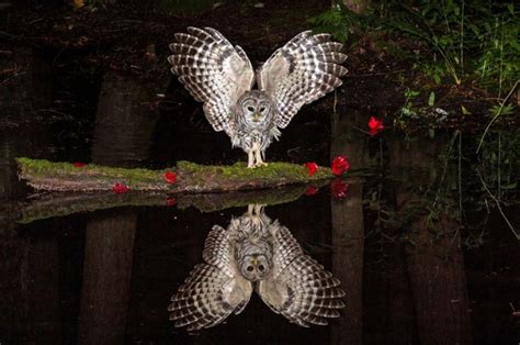 A Barred Owl At Night Looking At Its Reflection Such Beauty And