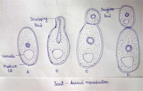 Define Asexual Reproduction Name The Different Types Of Asexual