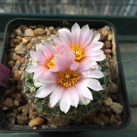 Pediocactus Bradyi Grown From Seeds In Frankonia 5 Years Old Cactus