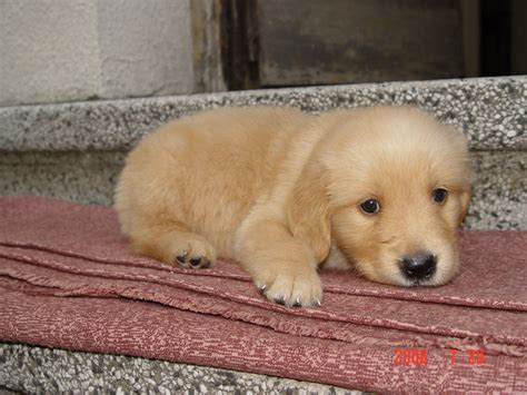 It can chew on almost anything and retrieve everything it sees. baby golden retriever!!! | Bébé chien, Chien
