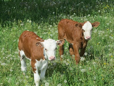 Baby Calves On Pasture Photograph By Joe Ankley