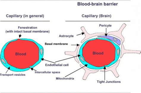 Cerebrovascular And Blood Brain Barrier Impairments In Huntingtons