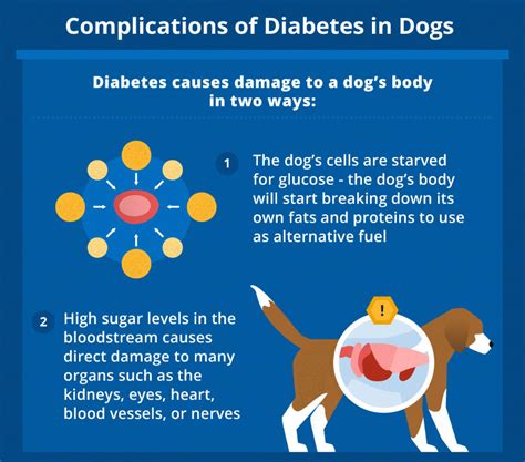 Diabetic dog food is not only available on the market. Dog Diabetes: How to Care for a Diabetic Dog | Canna-Pet