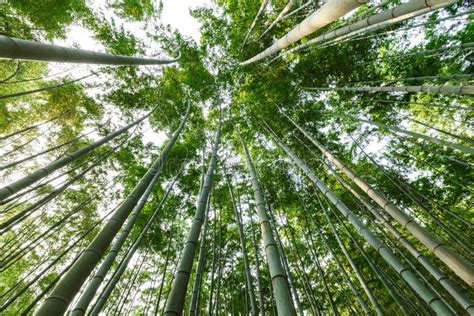 Green Bamboo Forest Stock Image Image Of Green Branch 67021013