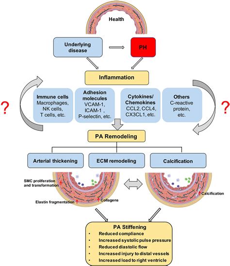 Pathogenesis Of Pulmonary Hypertension