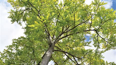 Identifying An Ash Tree Treescharlotte