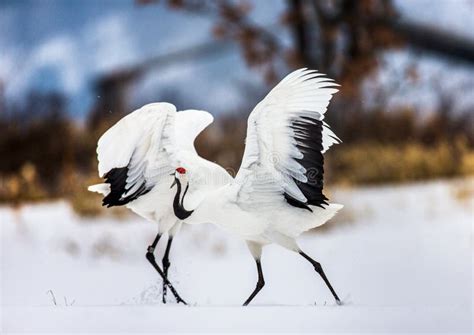 Two Japanese Cranes Are Dancing On The Snow Japan Stock Image Image