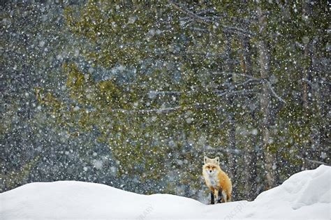 Red Fox Standing In Snowfall Stock Image C0413397 Science Photo