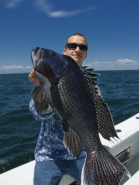 Marthas Vineyard Black Sea Bass Report 5 26 14 On The Water