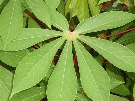 Cassava Manihot Esculenta Leaves Plugon