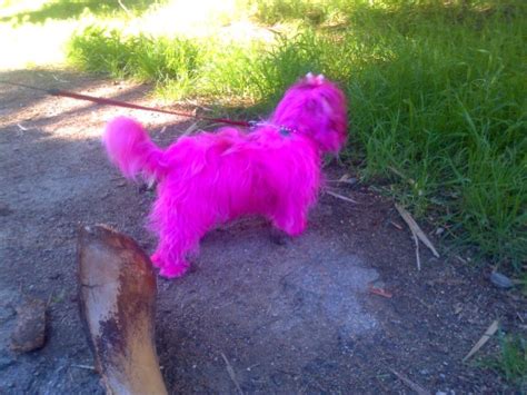 Get It In Pink Everything Pink Pink Dog