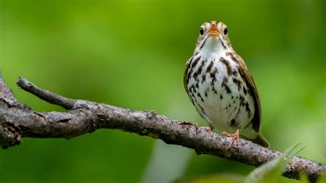 Ovenbird Audubon Field Guide