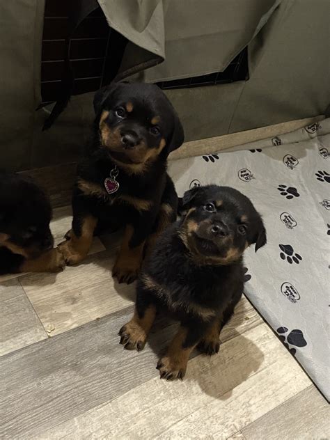 Rottweiler Puppies Mn : Top Quality Rottweiler Puppies Off 58 Www Usushimd Com - Home
