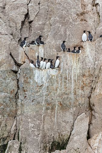 The Common Murre Or Common Guillemot Is A Large Auk Nesting On The