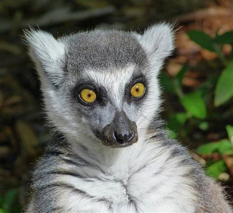 Wondering Ring Tailed Lemur Photograph By Margaret Saheed Pixels