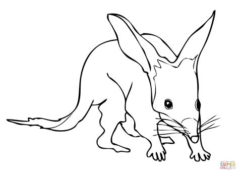 Bilby Coloring Page Free Printable Coloring Pages