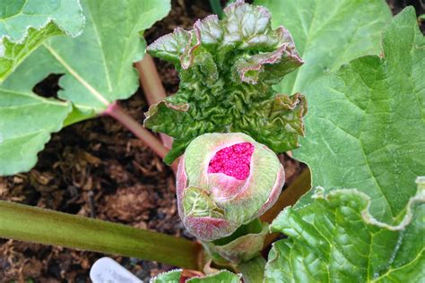The Urban Veg Patch Cut It Out Cure And Prevention For Flowering Rhubarb
