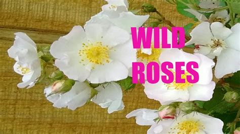 Wild Roses Or Wild Medicine Youtube