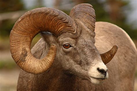 Royalty Free Ram Animal Pictures Images And Stock Photos Istock