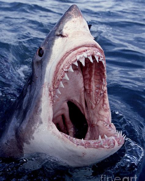 Great White Shark Lunging Out Of The Ocean With Mouth Open