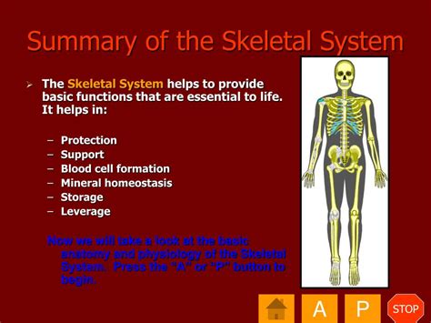 Ppt Anatomy And Physiology Of The Human Body The