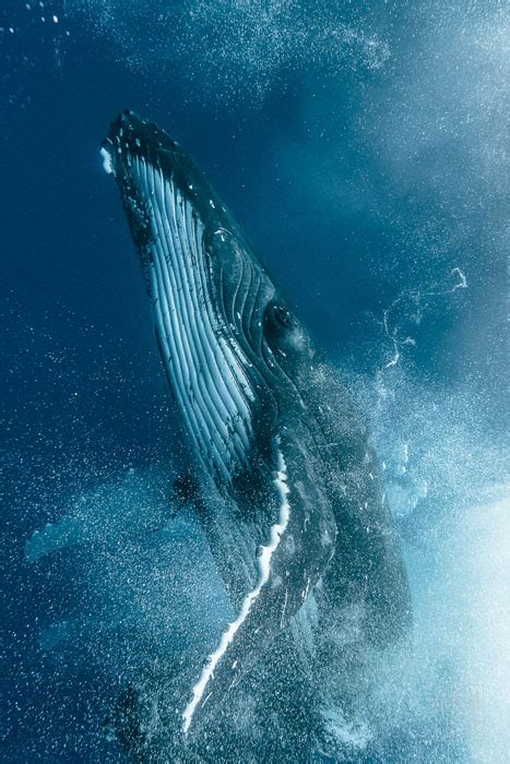 Humpback whales can grow to as long as 50ft (15m) and weigh about 36 tons. Photographer Captures a Humpback Whale Fight Up Close
